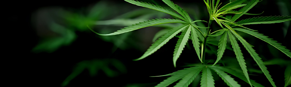 Medical Marijuana Card Arkansas