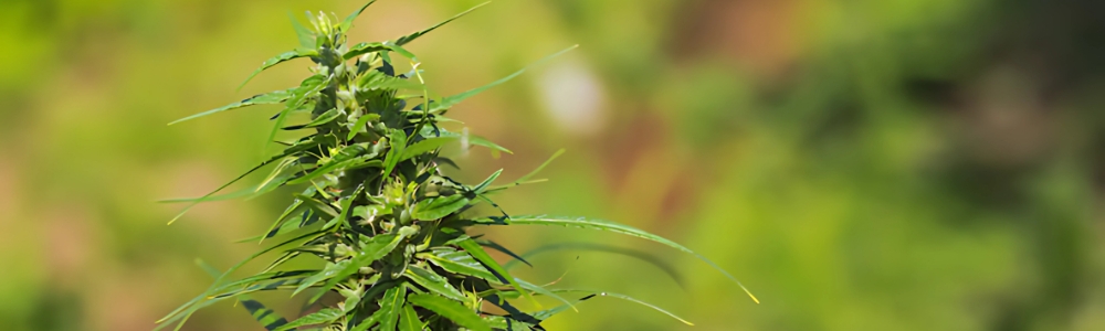 Maryland Medical Marijuana Card, Maryland Medical Marijuana Card online