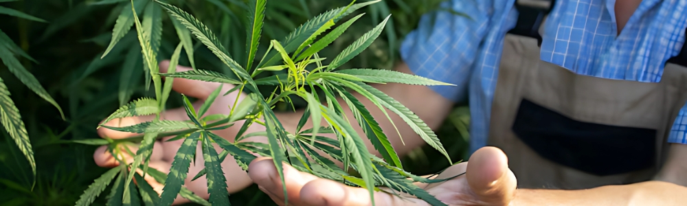 Iowa Medical Marijuana