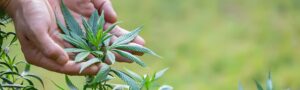 Legalize Weed in Indiana
