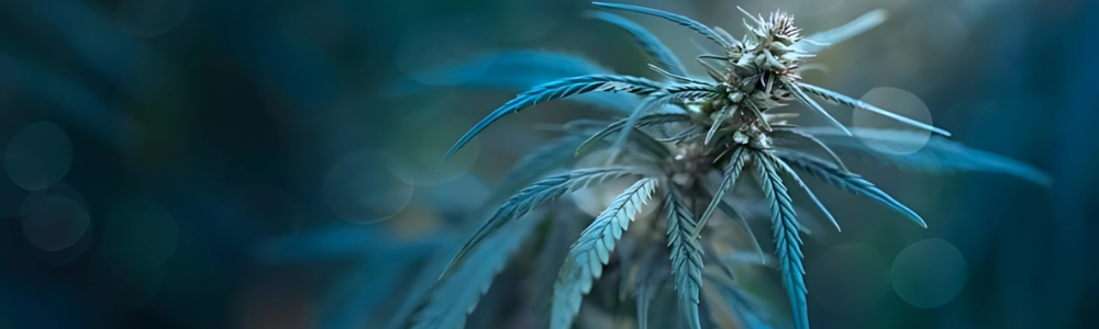 How to Get a Medical Marijuanas Card in PA