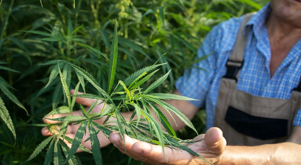 How to get a Medical Marijuanas Card In MA
