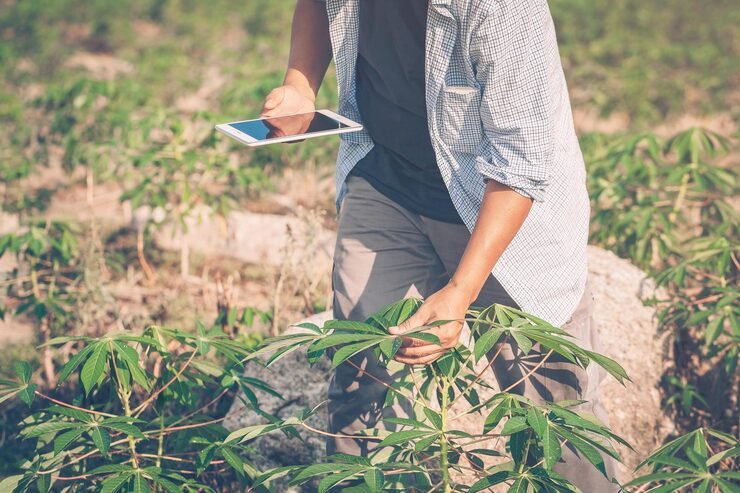 Iowa Medical Marijuanas Application
